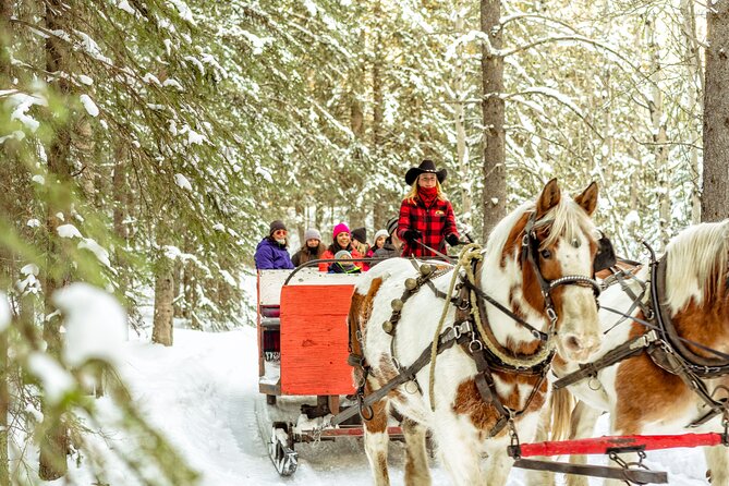 1 Hour Shared Winter Sleigh Ride Experience in Kananaskis - A quiet ride through snowy Kananaskis