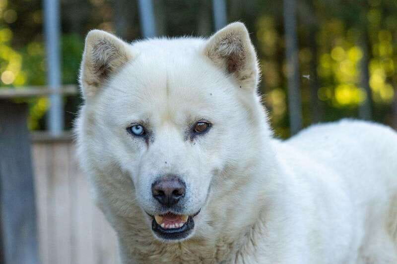 15 min. Tadoussac : Behind-the-Scenes Sled Dog Kennel Tour - Meeting a working kennel near Tadoussac
