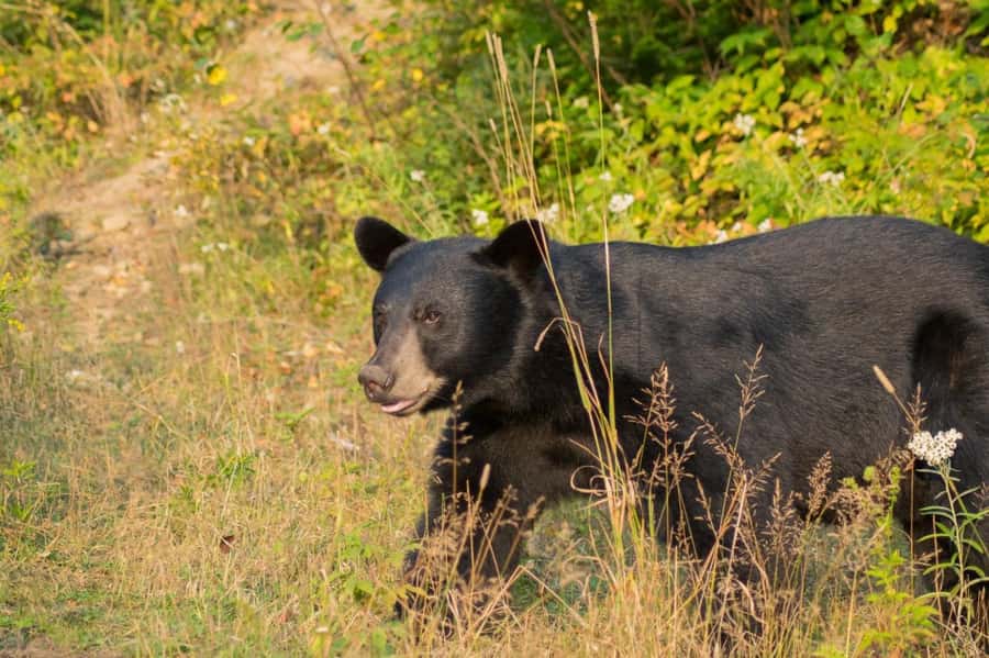 15 min. Tadoussac : Black Bear Observation with Expert Guide - Starting at Domaine de l’ours noir near Sacré-Coeur