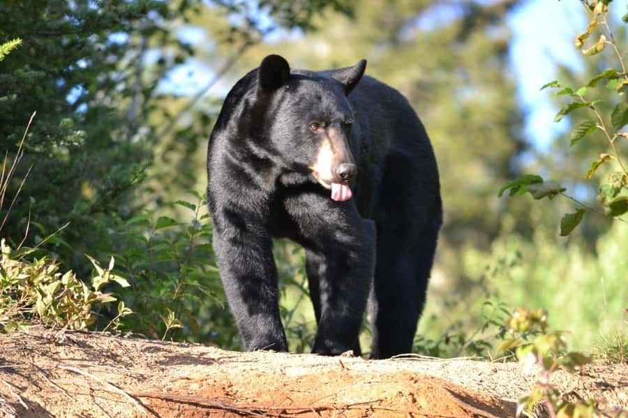 15 min. Tadoussac : Black Bear Observation with Expert Guide - A five-minute ride into the forest