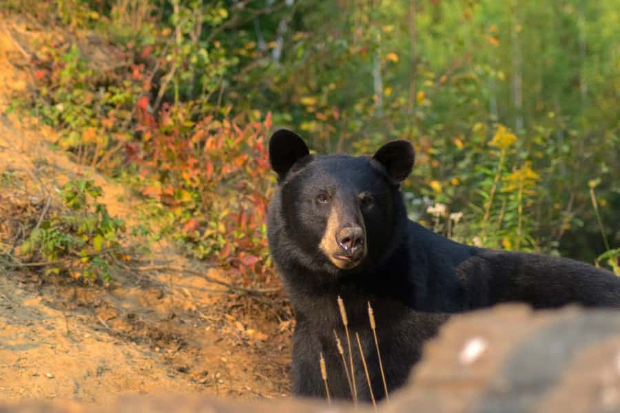15 min. Tadoussac : Black Bear Observation with Expert Guide - What the guide adds to the bear sighting