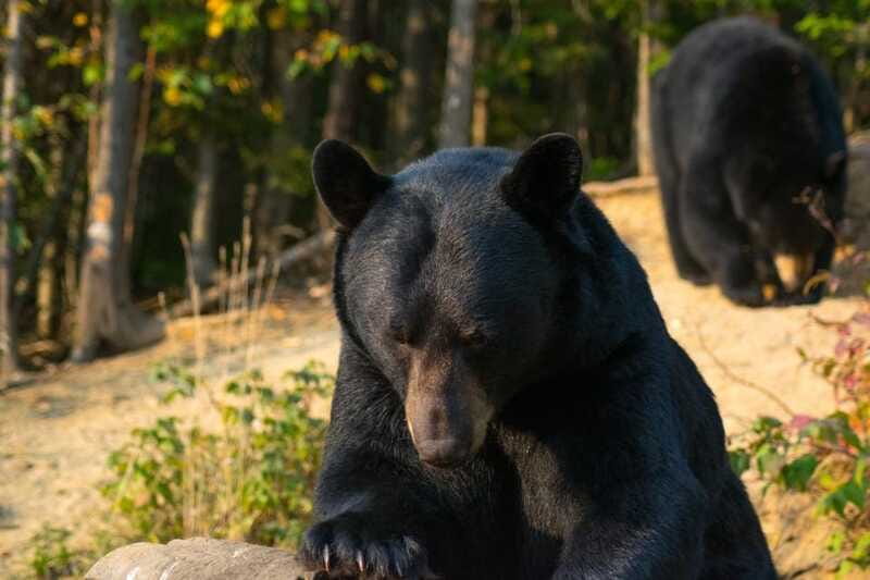 15 min. Tadoussac : Black Bear Observation with Expert Guide - The real question: will you see a bear?