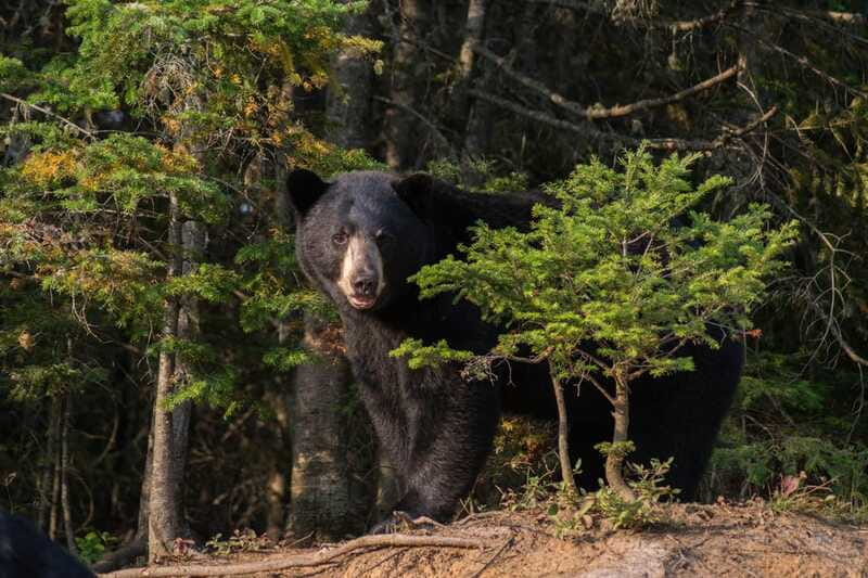 15 min. Tadoussac : Black Bear Observation with Expert Guide - Timing, cancellation, and language details
