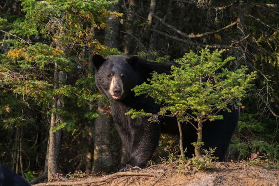 15 min. Tadoussac : Black Bear Observation with Expert Guide - Should you book the black bear observation?