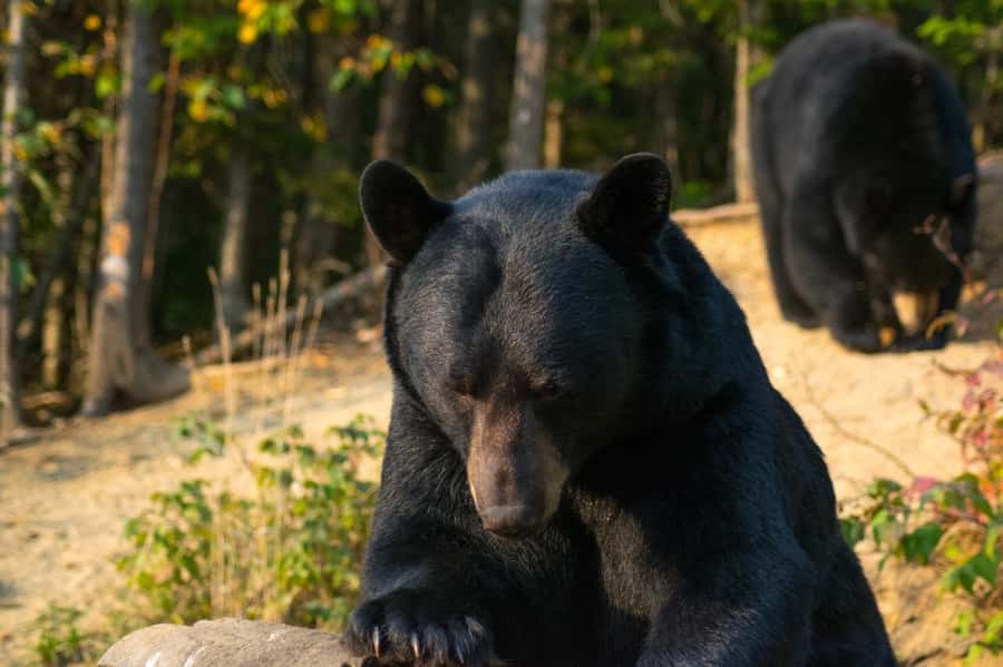 15 min. Tadoussac : Black Bear Observation with Expert Guide - Watching from a secure forest post