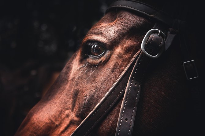 2-Day Sundance Overnight Backcountry Lodge Trip by Horseback - Riding from Banff into the backcountry