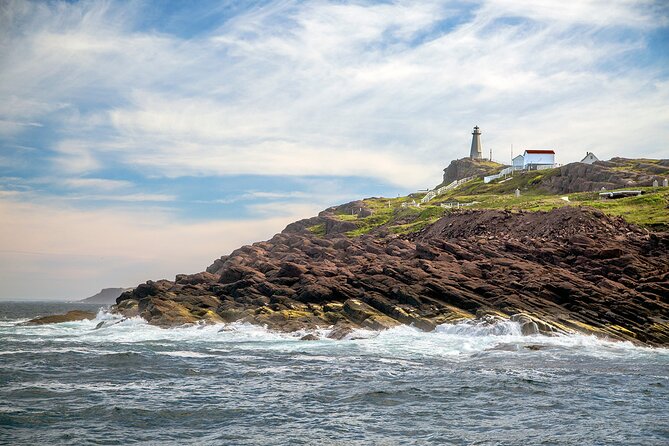 2 Hour Award-Winning Whale and Seabird Boat Tour from St. John's - Blackhead Sea Caves and the seabird colonies