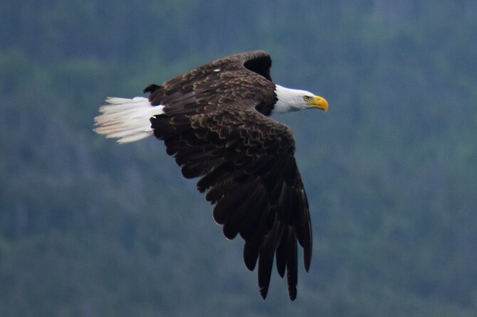 2 Hour Award-Winning Whale and Seabird Boat Tour from St. John's - Whales, icebergs, and the reality of wildlife timing