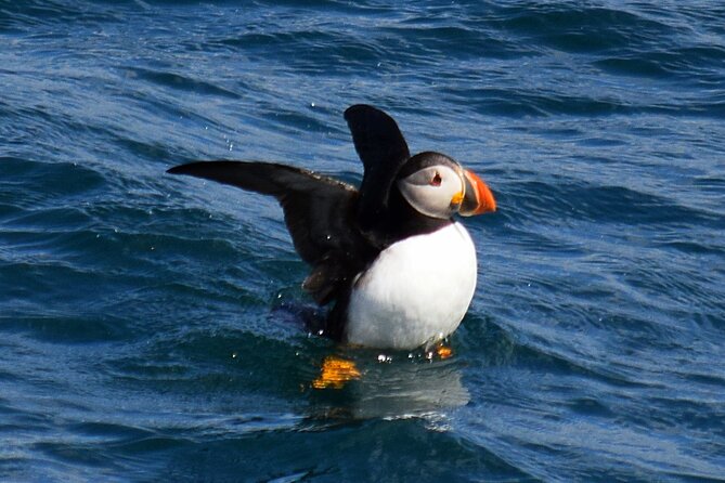 2 Hour Award-Winning Whale and Seabird Boat Tour from St. John's - A warm cabin, open decks, and choppy water
