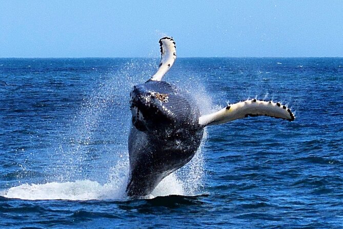 2 Hour Award-Winning Whale and Seabird Boat Tour from St. John's - Leaving Pier 6 and seeing St. John’s from offshore