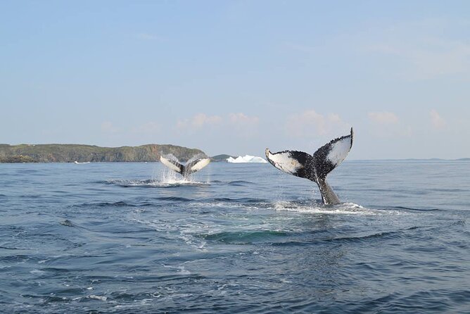 2 Hour Boat Tour in Twillingate - Key Things to Know Before You Book