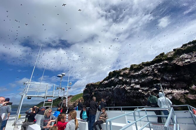 2 Hours Guided Whale and Bird Boat Tour in Bay Bulls - Key points to know before you book