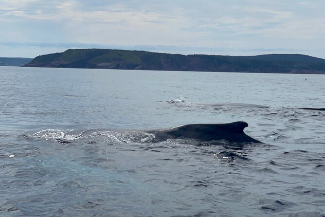 2 Hours Guided Whale and Bird Boat Tour in Bay Bulls - Why Witless Bay is the star of the trip