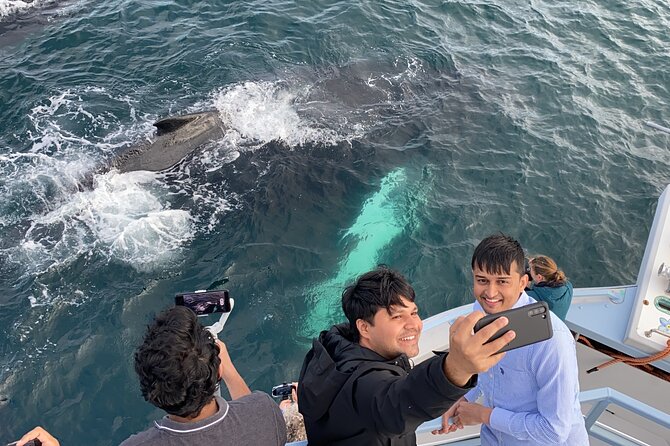 2 Hours Guided Whale and Bird Boat Tour in Bay Bulls - The whale and dolphin question