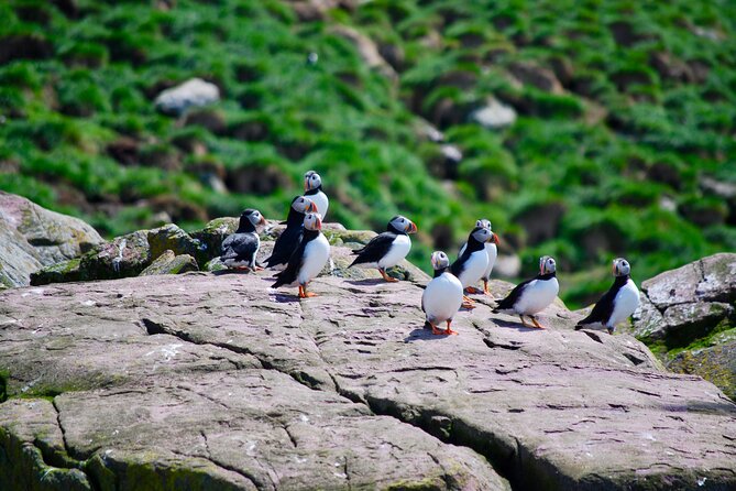 2 Hours Guided Whale and Bird Boat Tour in Bay Bulls - Birdwatching beyond the puffins