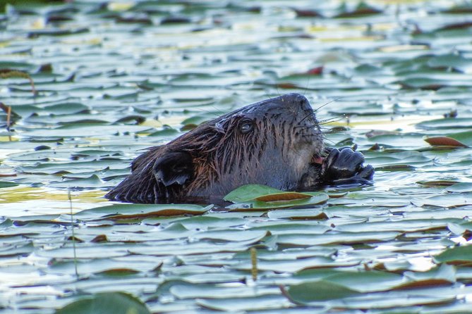 3 Day Algonquin Park Canoe Trip - Moose & Beaver Safari - Why this Algonquin trip reaches the good stuff