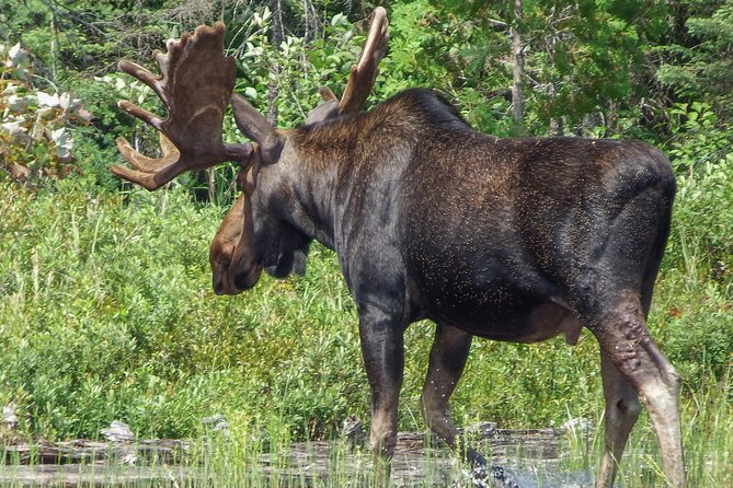 3 Day Algonquin Park Canoe Trip - Moose & Beaver Safari - Who will enjoy this trip most?