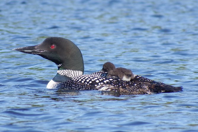 3 Day Algonquin Park Canoe Trip - Moose & Beaver Safari - Timing, cancellation, and small details to settle early