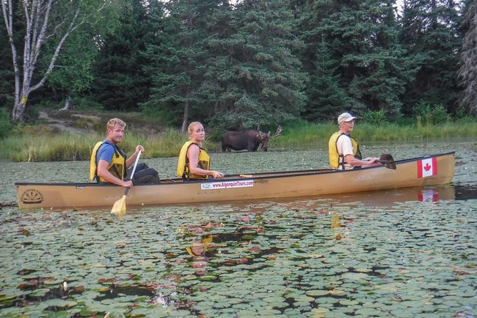 3 Day Algonquin Park Canoe Trip - Moose & Beaver Safari - Day 1: From Canoe Lake to your first camp
