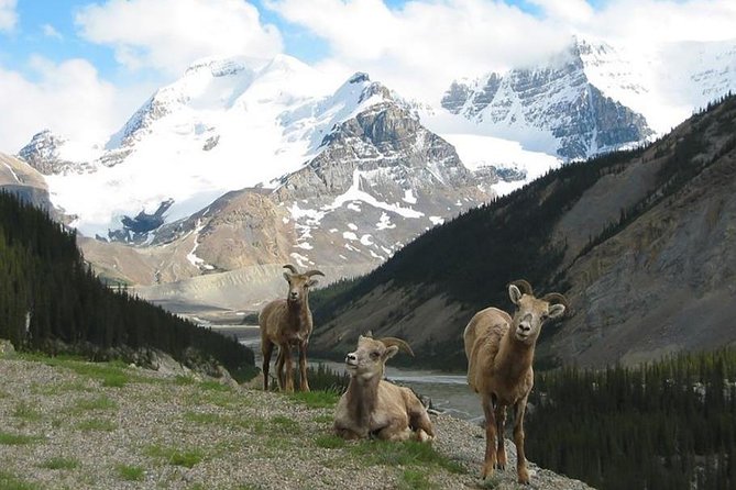3-Day Glacial Tour package, Columbia Icefield, Jasper, LakeLouise - Guides, buses, and the group experience