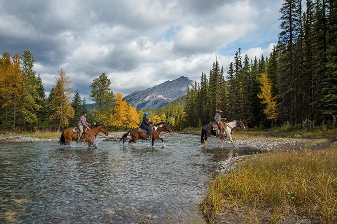 4 Hour Sulphur Mountain Horseback Ride - Horses, safety, and physical demands