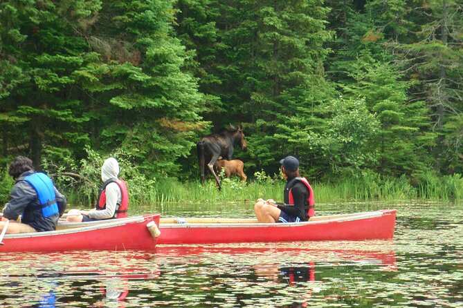 Algonquin Park 3-Day Deluxe Camping & Canoeing Adventure - Paddling into Algonquin on the first day