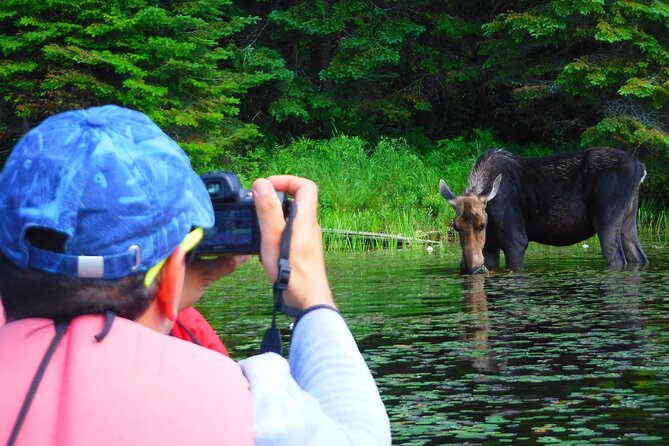 Algonquin Park 3-Day Deluxe Camping & Canoeing Adventure - Day two: beaver habitat and the realities of wildlife