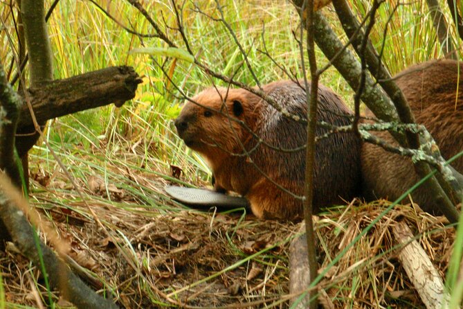 Algonquin Park 4-Day Deluxe Camping & Canoeing Adventure - How comfortable is the camping?