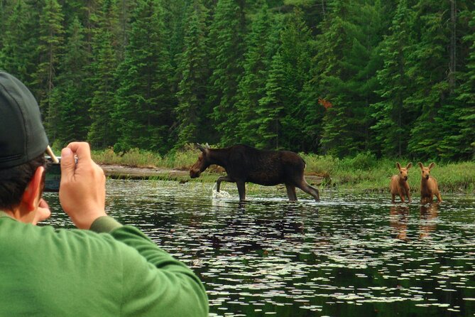 Algonquin Park 4-Day Deluxe Camping & Canoeing Adventure - Is the 397.82 price fair?