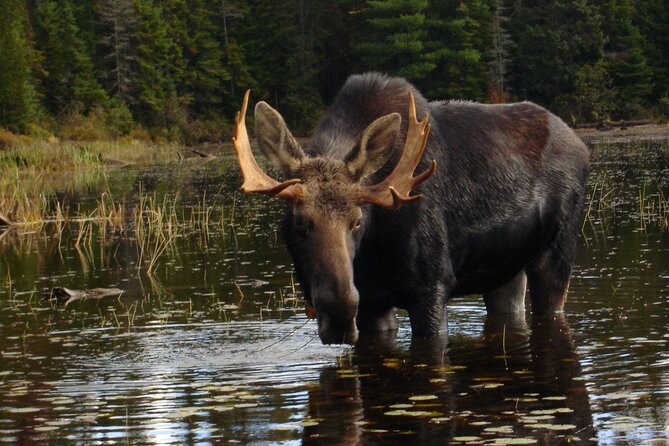 Algonquin Park 4-Day Deluxe Camping & Canoeing Adventure - Day three is the main wildlife search