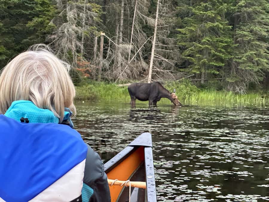 Algonquin Park: Deluxe 4-Day/3-night Canoeing/Camping - Starting at Canoe Lake with the right expectations