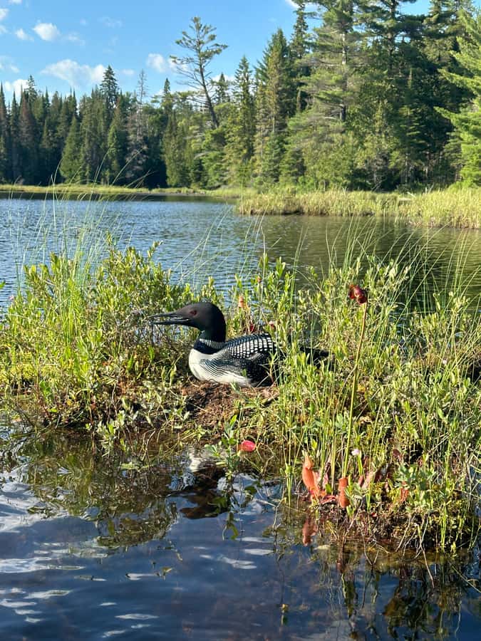Algonquin Park: Deluxe 4-Day/3-night Canoeing/Camping - What camping here really means