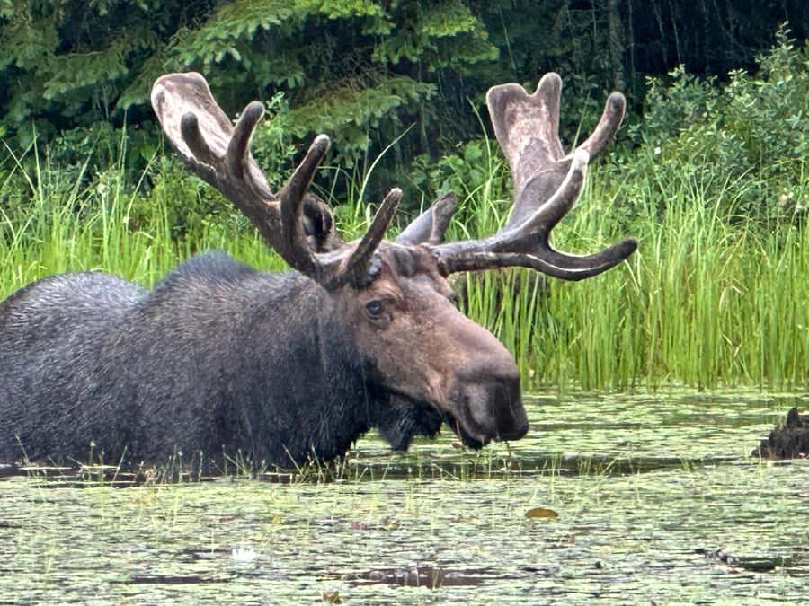Algonquin Park: Deluxe 4-Day/3-night Canoeing/Camping - Four days based around one campsite