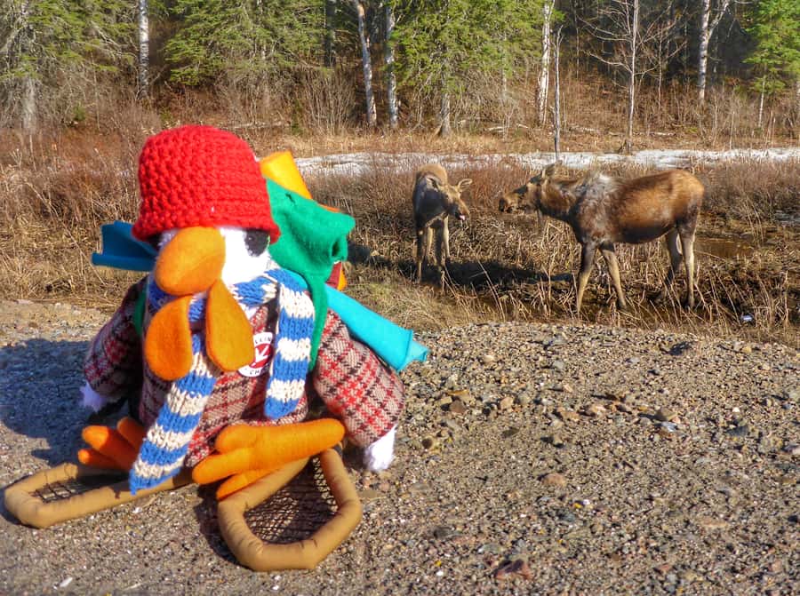 Algonquin Park Hiking: Adventure Tour from Toronto - Key points to know before you book