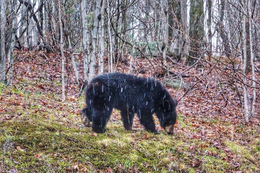 Algonquin Park Hiking: Adventure Tour from Toronto - Wildlife: good chances, no promises