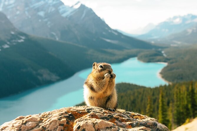 Along Icefields Parkway: Peyto Lake, Bow Lake & Columbia Icefield - Columbia Icefield requires careful planning