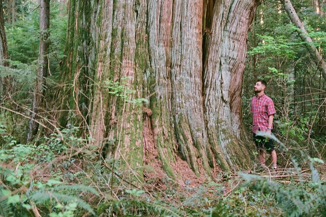 Ancient Trees of Vancouver Walking Tour - The conservation message is practical, not abstract