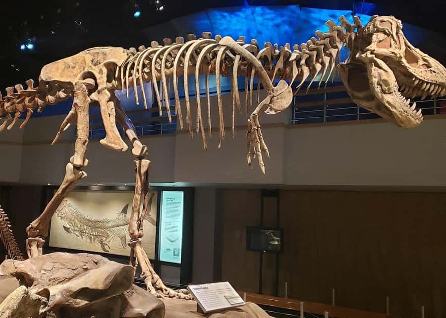 Badlands Tour: Drumheller with Museum, Hoodoos & Coal Mine - Hoodoos Trail and the strange power of erosion