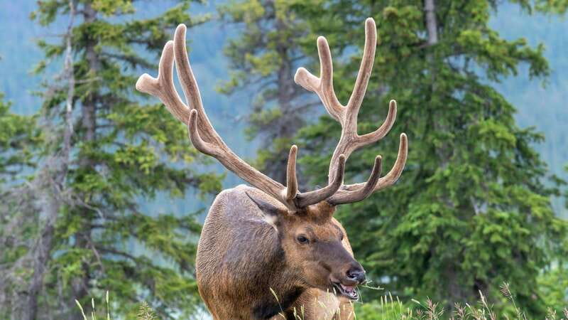 Banff/Canmore- Moraine Lake & Louise-Morning or Sunset Tour - Pickup locations and the seven-hour shape of the day