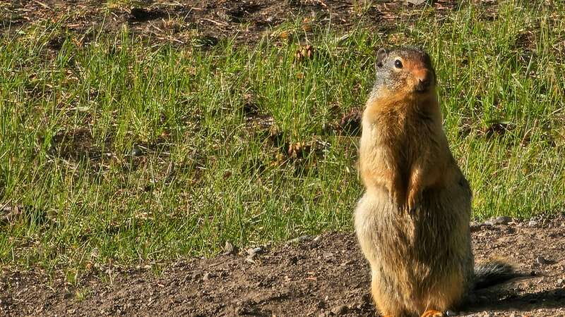 Banff: Evening Wildlife Safari Guided Tour - Final verdict: book it for the setting and the learning