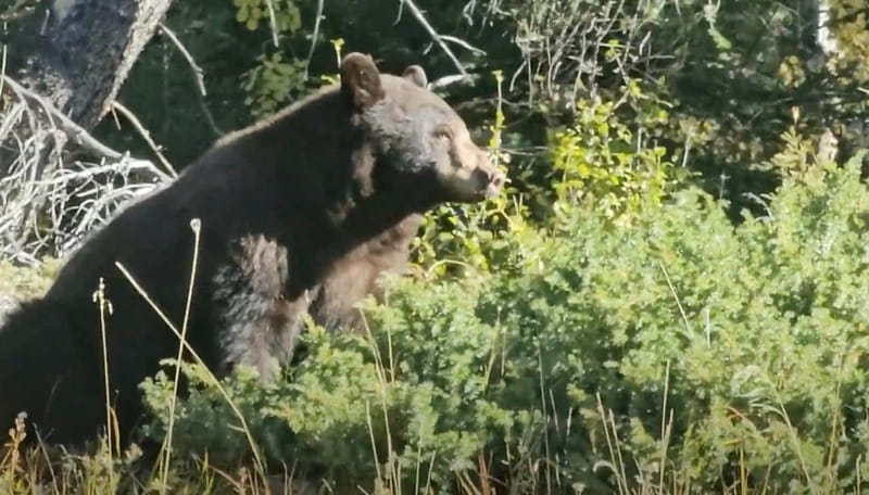 Banff: Evening Wildlife Safari Guided Tour - Why an evening safari works well in Banff