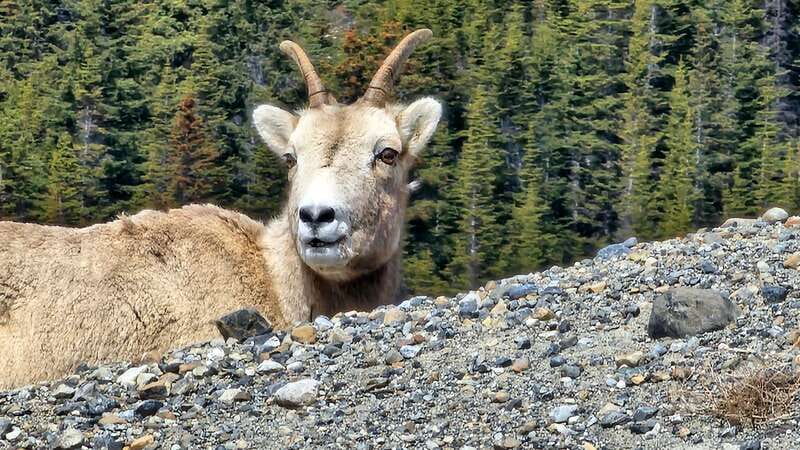 Banff: Evening Wildlife Safari Guided Tour - Two hours of searching through Banff National Park