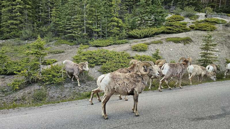 Banff: Evening Wildlife Safari Guided Tour - What animals might you see?