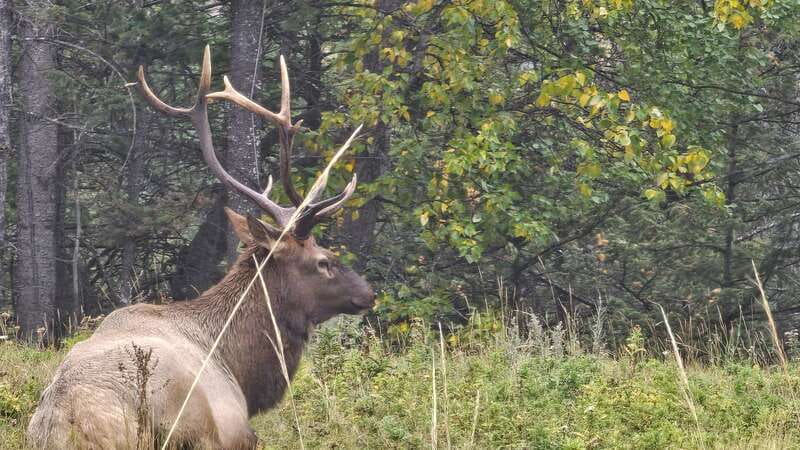 Banff: Evening Wildlife Safari Guided Tour - The guides turn animal spotting into a lesson