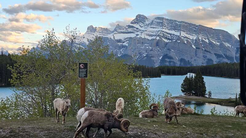 Banff: Evening Wildlife Safari Guided Tour - The scenery earns its place even without animals
