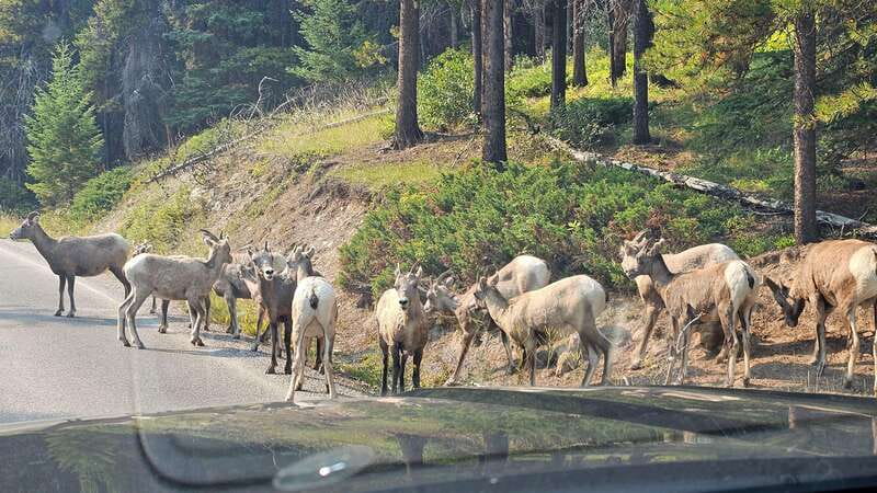 Banff: Evening Wildlife Safari Guided Tour - Is $55 a fair price?