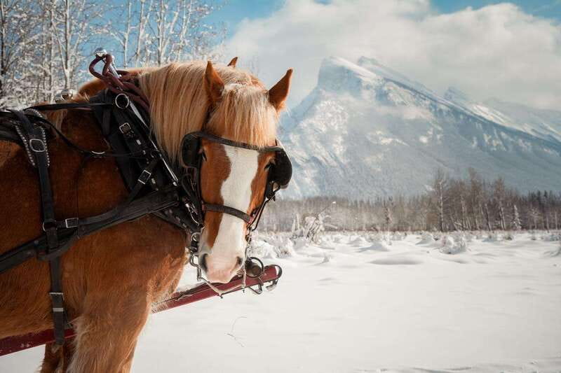 Banff: Family Friendly Horse-Drawn Sleigh Ride - Key points to know before you book