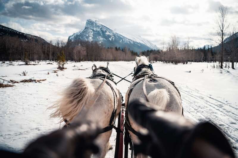 Banff: Family Friendly Horse-Drawn Sleigh Ride - Should you book the Banff horse-drawn sleigh ride?