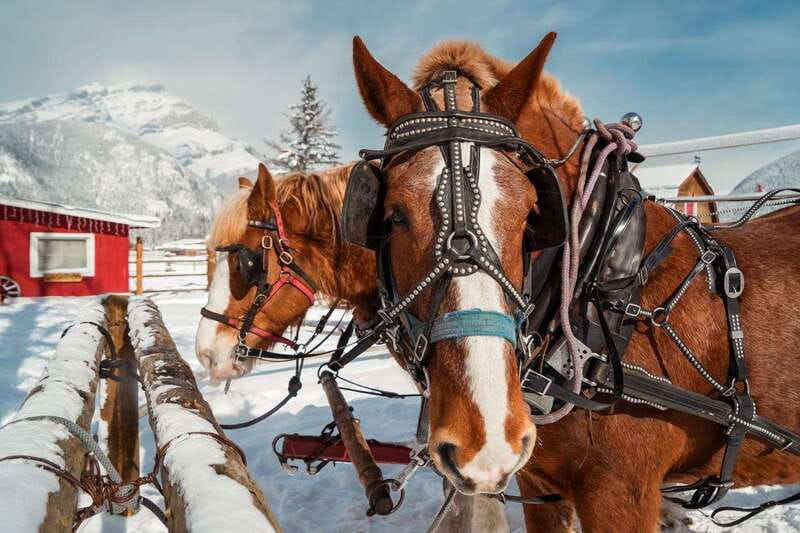 Banff: Family Friendly Horse-Drawn Sleigh Ride - Practical ways to make the ride better