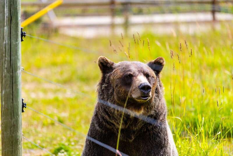 Banff: Grizzly Bear Refuge Tour with Lunch - Takakkaw Falls and the seasonal catch